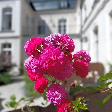 Hotel Loysel Le Gaucher Montreuil (Pas-de-Calais)